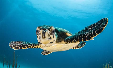 Can Led Lights Save Sea Turtles Magazine Articles Wwf