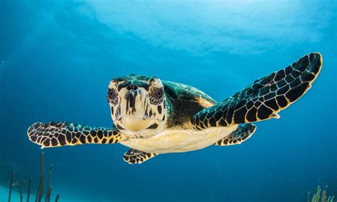 A thai navy sailor holds an albino green turtle baby at a turtle nursery in khram island, 30 km (18 miles) from the busy tourist beach town of pattaya, east of bangkok june 17, 2009. Can LED lights save sea turtles? | Magazine Articles | WWF