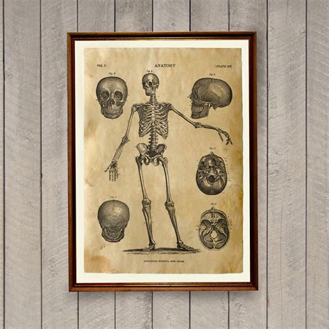 Human Anatomy Poster Skeleton Print Gothic Decor Ak470