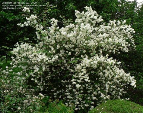 This hardy native, discovered growing wild in northern minnesota, survives frigid usda hardiness zone 2 blooming in early spring, apple serviceberry's multitude of airy white flowers dance along every. Wild mock orange. A deciduous shrub, with large dark ...