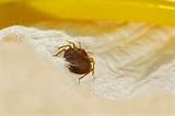 How To Get Rid Of Bed Bugs Stains Images