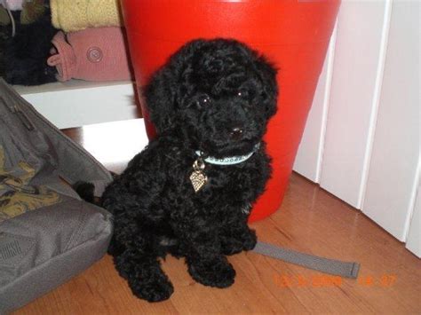 For Sale Black Pure Toy Poodle Male