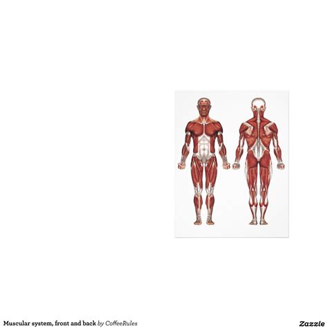 Muscles Labeled Front And Back Muscles Of The Female Figure—posterior