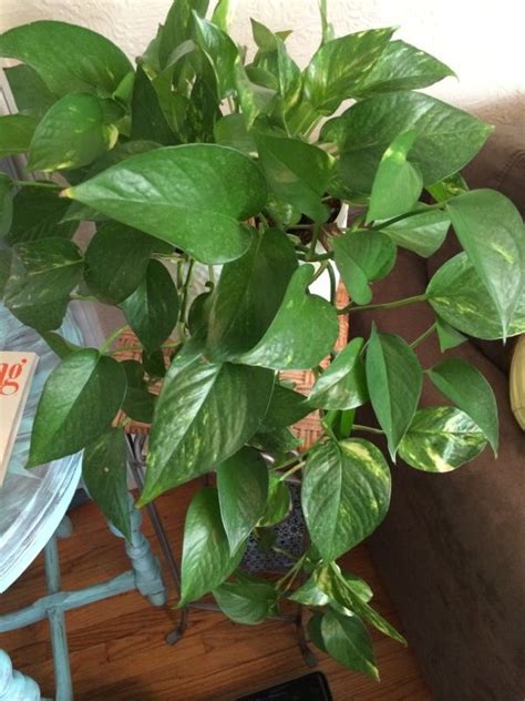 For some users, it'll be excessive but for those keen to. Free Plant Identification | Container plants, House plants ...