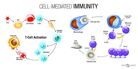 Immune System — Bioquad Life Sciences