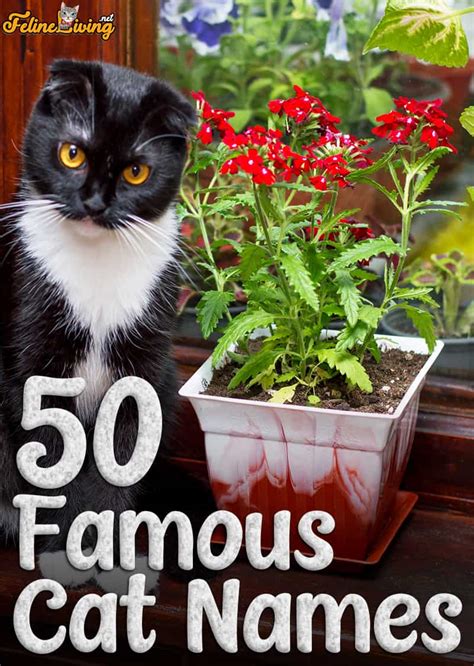 Find a creative name that you actually love, and be sure it fits your particular cat. 50 Famous Cat Names For Your Legendary Feline