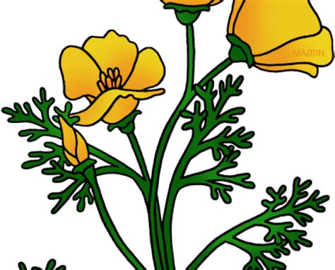 California Poppy Png Png Image Collection