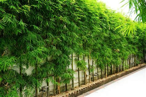 How To Choose The Right Bamboo Bamboo Plants Hq