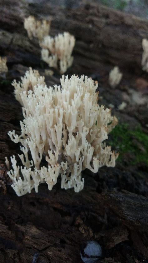 Found Some Coral Mushrooms Today Really Cool Looking And They Are