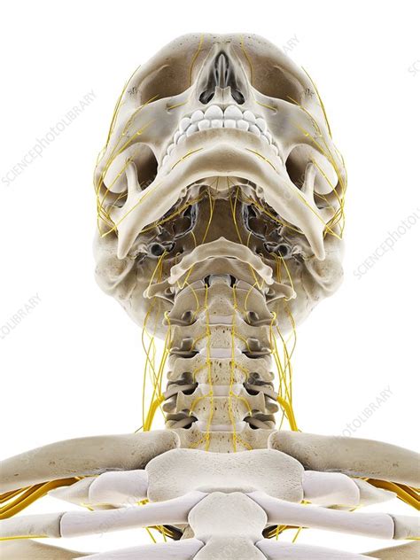 Nerves Of The Head Illustration Stock Image F0297021 Science