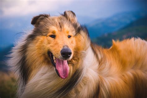 Collie Dog Breed Characteristics And Care