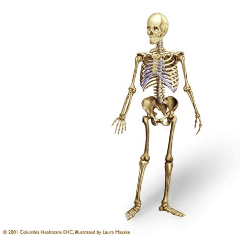 Although the measurement is often reserved for appliances and machines, it can also be applied the energy taken in and given off by each human body. Human Skeleton Illustration axial appendicular bones ...