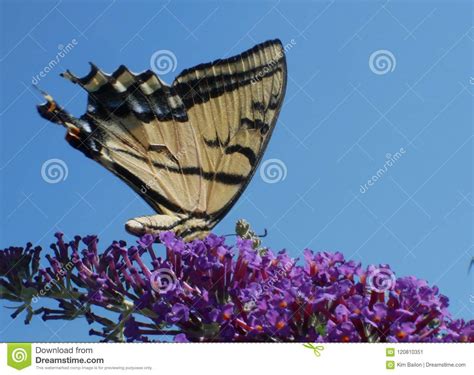 Mariposa Del Este De Tiger Swallowtail Papilo Glaucus Imagen De Archivo