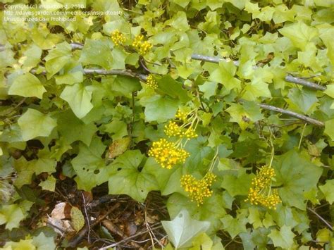 It invaded texas, arkansas, louisiana, and missouri too. Plant Identification: CLOSED: Southern California Invasive ...