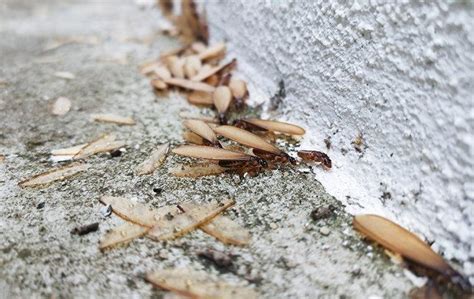 Blog What To Do About Flying Termites Around Your New Jersey Home