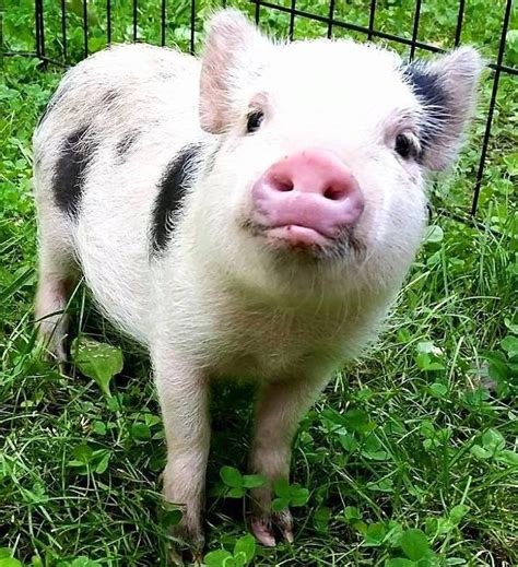 Pig Pen Hill Mini Pigs Meet The Mini Pig Breeder