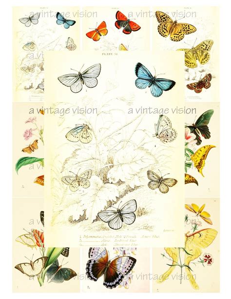 Items Similar To Vintage Botanical Prints Butterfly