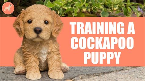 How To Train A Cockapoo Puppy In Just Methods Youtube