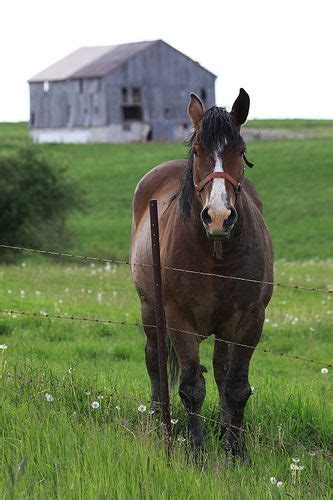 Often, people take little time to consider what goes into building a horse barn. Horse & Barn | Horses, Beautiful horses, Pretty horses