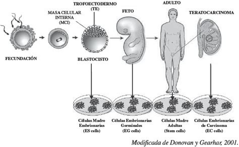 Biología De Las Células Madre Embrionarias Es Cells En Distintas