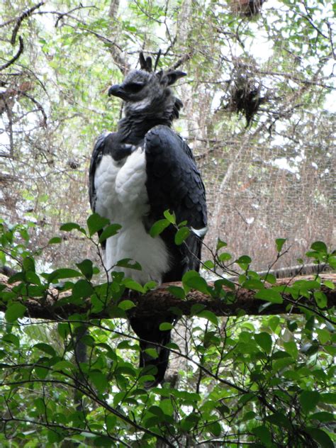 Pin by unitSimca on purple people eater | Pet birds, Animals beautiful