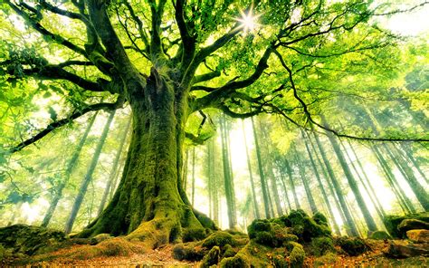 Free Download Beautiful Strange Tree Hd Wallpapers 1920x1200 For Your