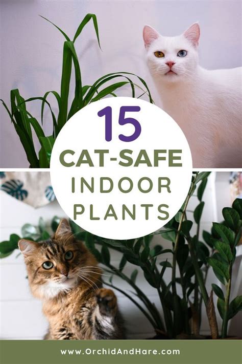 We did not find results for: 15 Low Maintenance Plants that are Safe for Cats in 2020 ...