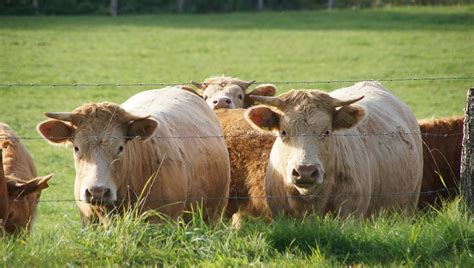 Learn vocabulary, terms and more with flashcards, games and other study tools. Pesticide nightmare - USDA declines to pay for cows, crops ...