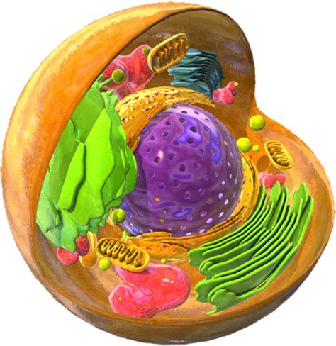 Plant Cell Diagram Plants Cell Wall Png 631x651px Plant Cell Area