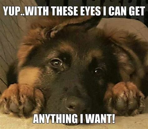 40 Funny And Cute Dog Memes That Will Cure Your Soul Flickr