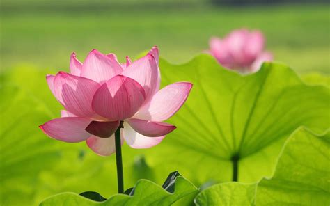 Find the best lotus flower wallpapers on wallpapertag. Lotus Flower Wallpapers (67+ background pictures)