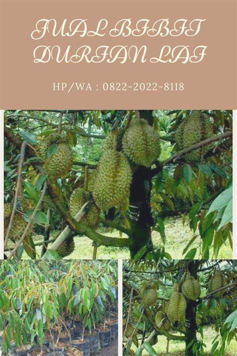 .durian.b.musang king, aaa durian.super xo, durian.d 24 durian.butter susu durian.hitam durian.kampung black thron durian ochee ochee, durian duri hitam, d200, black thorn, durian paling mahal, durian, the best durian, ochee vs musang king, duriotourism, malaysia. HP/WA*0822-2022-8118,Jual bibit durian musang king Di ...