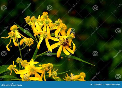 Pretty Yellow Wildflowers In The Garden Stock Image Image Of Park