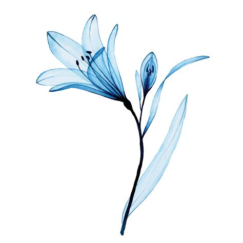 Watercolor Drawing Transparent Blue Flower Alstroemeria Lily Airy