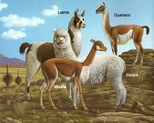 Qual é a diferença entre uma lhama e uma alpaca? - Aprendizagem do