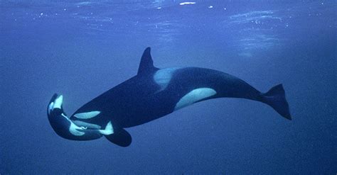 Is Extinction Inevitable For The Southern Resident Orcas