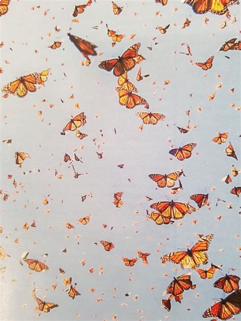 We did not find results for: Mariposas monarca. Edo mexico y michoacan | Aesthetic ...