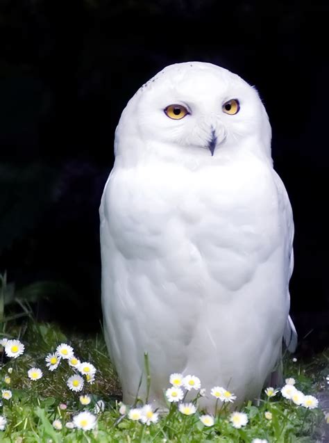 snowy owl  snowy owl bubo scandiacus   large owl  flickr