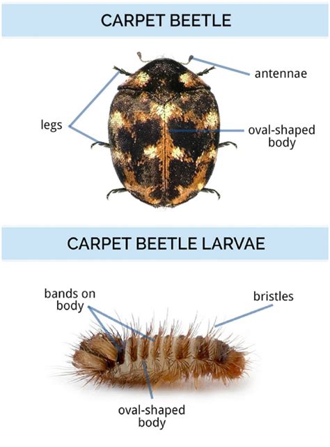 Most species of carpet beetle measure 1 to 4 mm in length as adults; What Do Carpet Beetles Look Like? | Identify Carpet Beetles