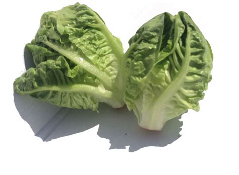 Two Little Gem lettuces