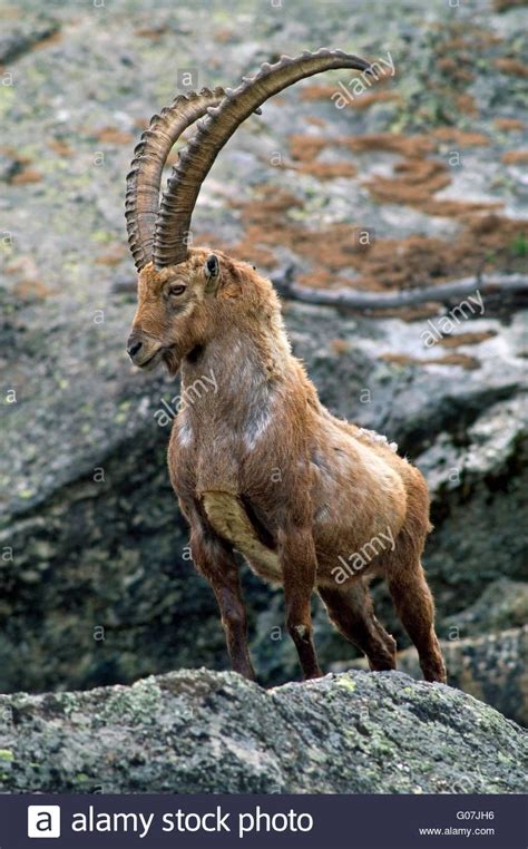 Big Dominant Alpine Ibex Capra Ibex With Huge Horns Standing In