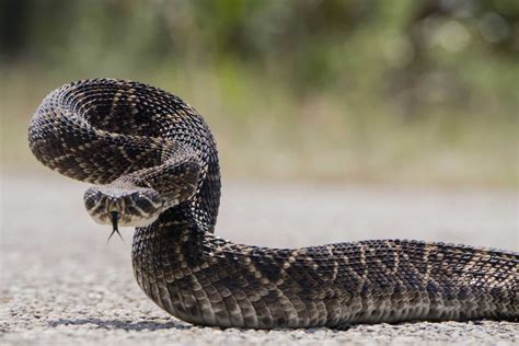 Rattlesnake Vs Russell Viper Vs King Cobra Difference And Comparison