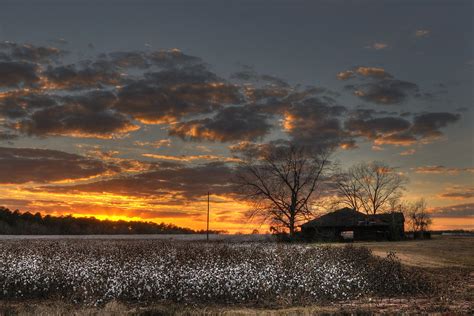 Cotton Field Sunset Terrell County Georgia Steve Robinson Flickr