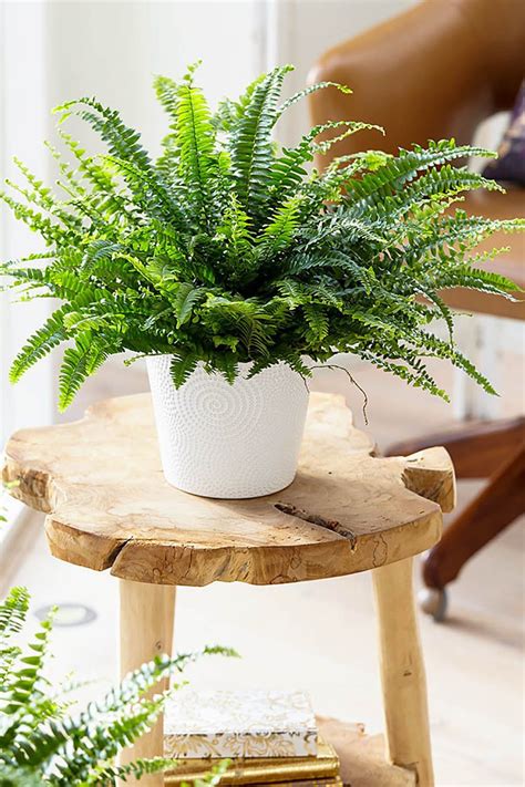 My indoor fern is turning brown & dry. Image result for boston fern | Plants, Indoor air ...