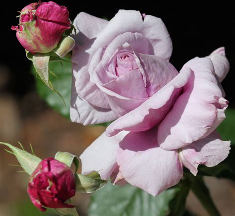 Sweetness Grandiflora Rose Rose Bloom Flowers