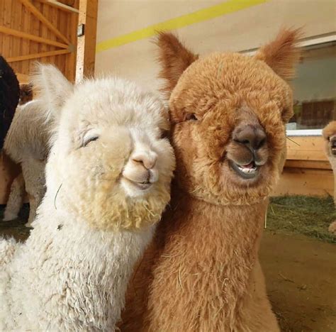 30 Adorable Photos Of Friendly Alpacas That Will Brighten Up Your Day