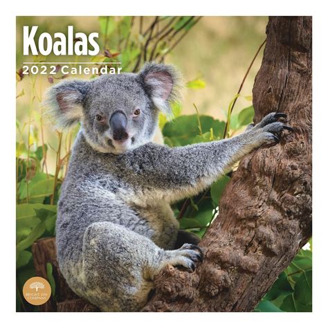 Buy 2022 Koalas Wall By Bright Day 12 X 12 Inch Cute Forest Animals
