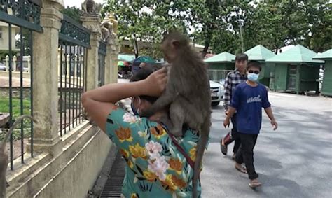 Sex Crazed Monkey Attacks Woman While Others Rob Locals In Thai City