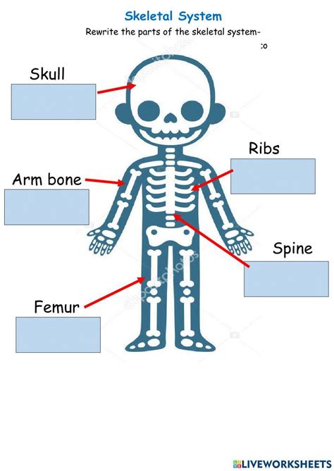 Parts Of The Skeletal System Worksheet Live Worksheets