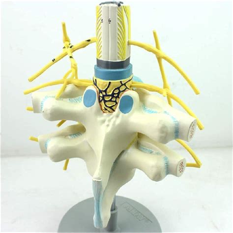 Thoracic Spinal Cord Spinal Nerve Sympathetic Trunk Model Morphology And Anatomy Of Spinal And